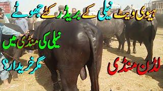 Top Level Nili Bull Price In Pakistan / लगतग वहतत िदीा / Luddan Mandi.PK