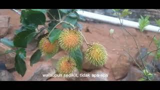 Tanaman Buah Rambutan Dalam Pot Berhasil Berbuah