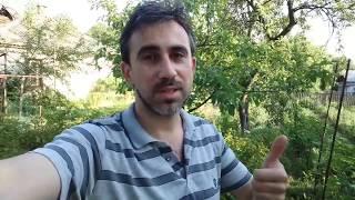 Как получить большой урожай огурцов // Нестандартный метод (укр.)