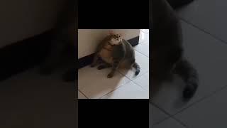 #funny #humor #memes #viralvideo #darkhumor #americanmeme #cats #catshorts #funnycats