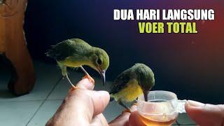 CARA AGAR ANAKAN KORLAP RAWATAN DARI LOLOHAN MAU MAKAN VOER || KOLIBRI KELAPA