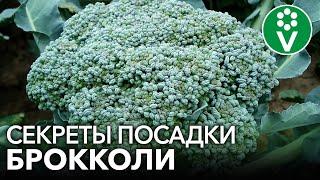 БРОККОЛИ ВСЕМ НА ЗАВИСТЬ! Главные правила посадки и подкормки брокколи для крупных головок