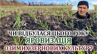 Чи відбулася яровизація озимих зернових культур цього року?