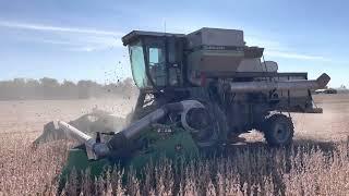 1987 Gleaner L3 harvesting soybeans at Stroda Farms in 2022