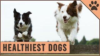 Top 10 Healthiest Dog Breeds | Dog World