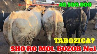 SHO‘RO MOL BOZOR BUQALAR TAROZIGA 52.000 SO‘M SIMENTAL BUQA BARAKA BO‘LDI. QAYSI VILOYAT QIMMAT BUQA