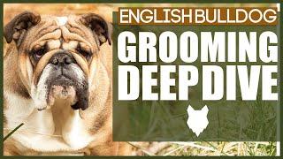 How To Groom Your ENGLISH BULLDOG