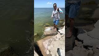 PRIME BAIT for All Saltwater Fish #fyp #bigfish #saltwaterfishing #jetty #livebait #castnet