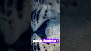 Poznáte šelmu pouze podle čenichu? #hádanka #kočky