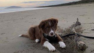 Border collie Echo 8-13 weeks. Tricks, training and fun.