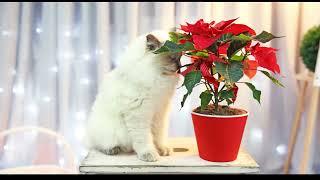 Vet's warning over popular Christmas plant which is toxic to pets