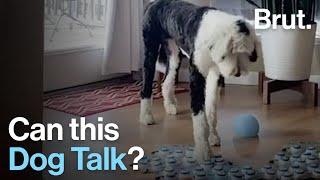 Can this Dog Talk to its Owner through Buttons?
