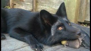 Pet Fox Plays Fetch - A Silent Movie