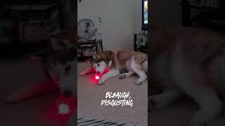 Curiosity bites 