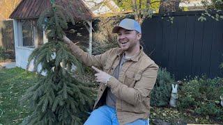 Planting A Dream Tree & Cutting Back My Coco Loco Rose (Weeping White Spruce)|| Visit Our Garden