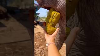 Chắc bạn cha biết điều này #survival8.3K#bushcraft#camping# outdoors#shotrs#zxr....