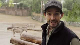 Ben introduces our gorgeous zebra foal!