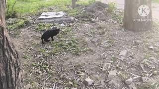 BlackCat #nature #naturebeauty #manipuri #kuki #zalengam #kukizo #lamka #kangleicha