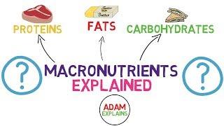 What Are Macronutrients? | Macros Explained