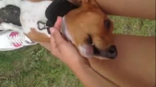 #Басенджи воет и поет ))). #Basenji howling talking and singing ))).