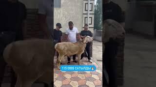 Арашан бьет рекорд $115000 #sheep #arashan #gissar #fermer