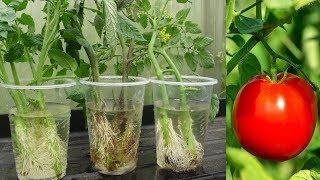 Best n easy method to grow Tomato Plants from its cuttings