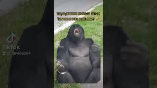 #litevideo #memes #tiktok #monkey #чехия #funny #юмор #cz #babymonkey #дуэт