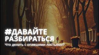 #ДавайтеРазбираться: Что делать с опавшими листьями?