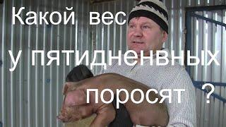 Поросята породы дюрок.