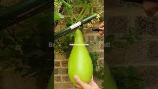 Bottle Gourd Harvest / Gardening UK 2022 #shorts