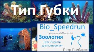 3. Губки (Speedrun зоология 7 класс, ЕГЭ, ОГЭ 2021)