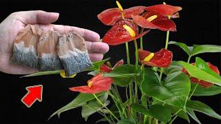 Put 1 Bag At The Root! Hundreds Of Flowers Compete To Bloom Non-Stop!