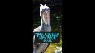 This Bird Looks Like a Final Boss #Shorts