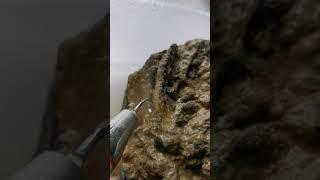 Fossilpräparation mit dem Ultraschall Zahnsteinentferner