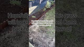 Pray for my garden  #garden ##greenfingers #gardenglowup #gardening #grasstok