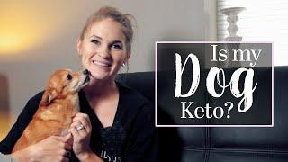 How to transition your dog to a fully Carnivore Diet!