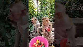 Baby monkey eating fruit #monkeysr #monkeydluffy #monkeychallenge #babymonkey #monkeymonkey #monkey