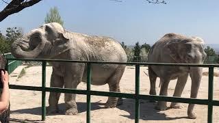 Слонихи Магда и Дженни устроили себе пылевой душ! Тайган The elephants  have a dust shower! Taigan