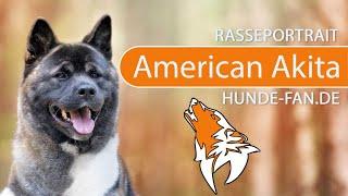 ► American Akita [2020] History, Appearance, Temperament, Training, Exercise, Care & Health