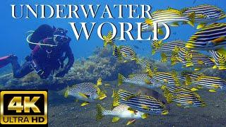 Underwater world 4K | BALI | Marine Life | Scenic Relaxation Film #underwater #relax #bali #diving