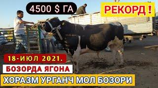 БОЗОРДА ЯГОНА БУКА 4500$ ГА  18-ИЮЛ 2021. XORAZM URGANCH MOL BOZORI