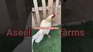 #aseelmurgafarms #mushkiaseel #lasaniaseel #chaudharykamranshahidfarm #chicken #rooster #farm #video