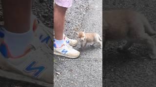 The little fox that stopped the man #animals #love #shorts