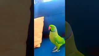 Talkative parrot Zoomi