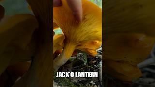 Orange Barf Machine | Fungi | Mushroom #shorts, #mushrooms, #foraging, #fungi, #jackolanternmushroom