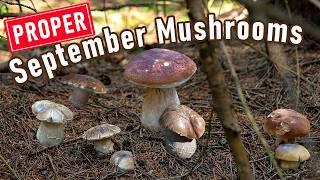 PROPER September Mushroom Hunting | GIANT Boletus edulis | Edible Mushrooms | Funghi Porcini #fungi