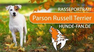 ► Parson Russell Terrier [2021] History, Appearance, Temperament, Training, Exercise, Care & Health