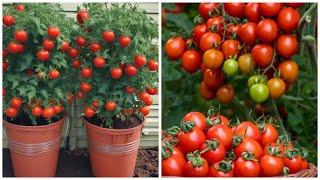  Grow Fresh Tomatoes at Home! Easy Guide to Growing Tomatoes from Seeds in Buckets