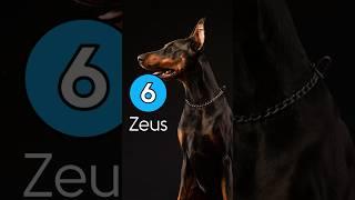 ️6 Badass Dog Names #dognames  #doberman #bullmastiff #rottweiler #canecorso #dogsofyoutubeshorts