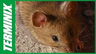 What Types of Common House Pests Does Terminix Cover?